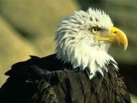 Белоголовый орлан - символ США.