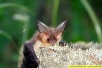 Международная ночь летучих мышей – пусть пока не очень известный, но необходимый праздник: многие виды этих животных уже находятся на грани исчезновения, например, Бурый ушан.
