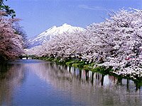 Сакура – растение, которому японцы посвящают стихи и песни