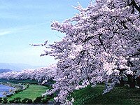 Сакура с давних пор в Японии очень почитаемое растение